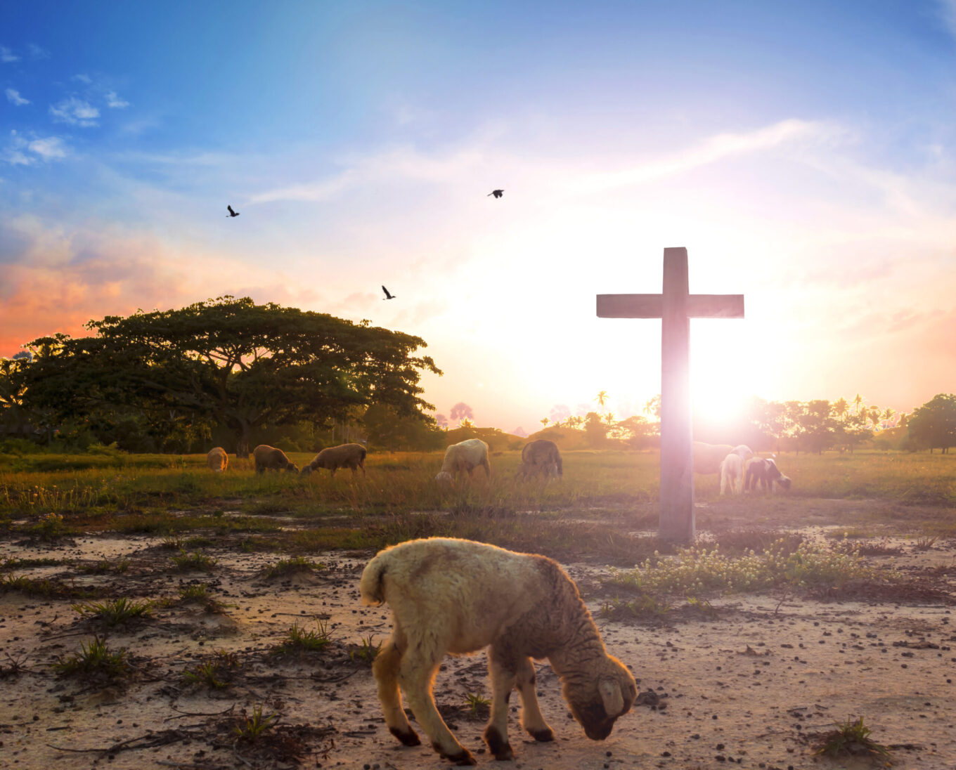 the Lamb of God Passover and How Jesus – the Lamb of God – Is Its Fulfilment