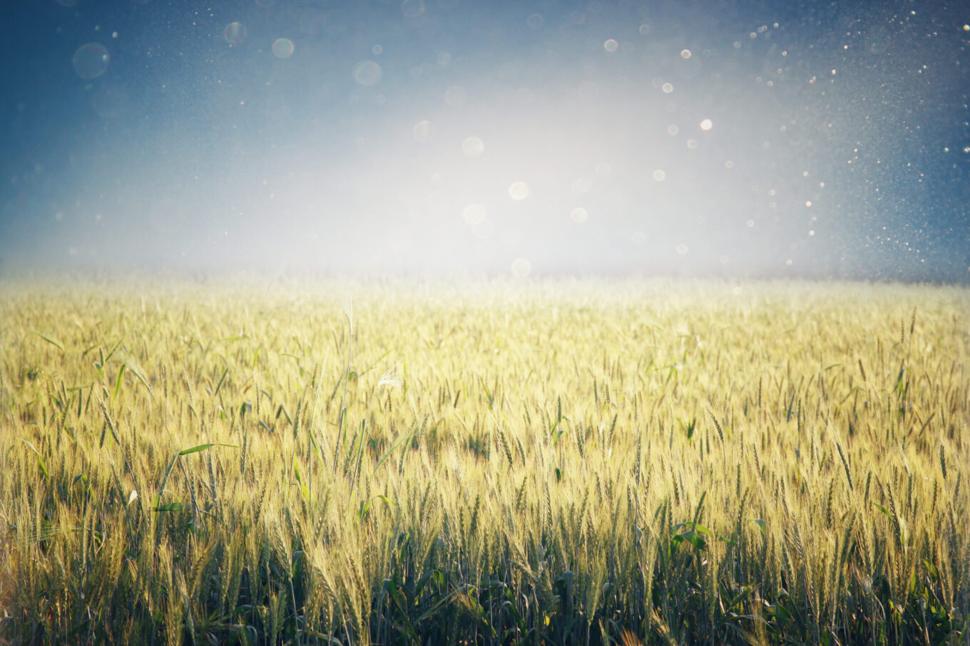 Shavuot Shavuot – The Feast of Weeks